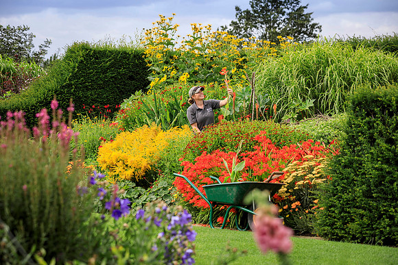 Flower Show preparations at RHS Garden Hyde Hall, Essex - 30th J