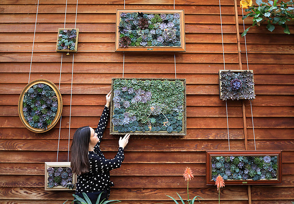 Giant Houseplant Takeover at RHS Garden Wisley, Surrey - 24 Jan