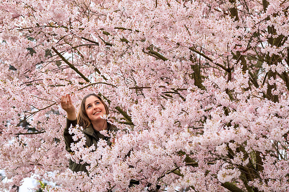 Spring Blossom at RHS Wisley ahead of the first day of Spring -
