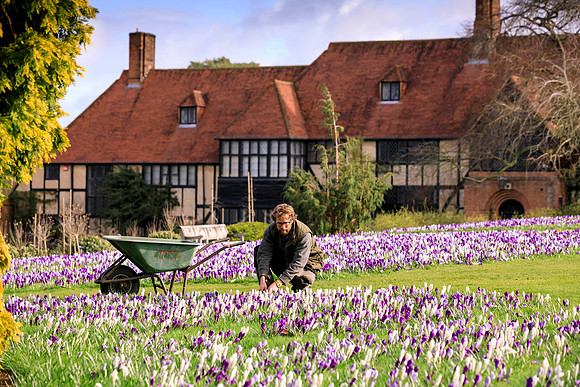 200,000 crocus bulbs at RHS Garden Wisley, Surrey - 2nd March 20
