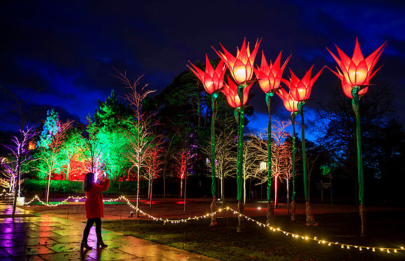 RHS Garden Wisley Glow, Christmas Lights – 8th Dec 2019