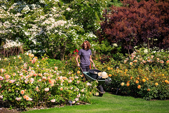 RHS Garden Wisley, Surrey